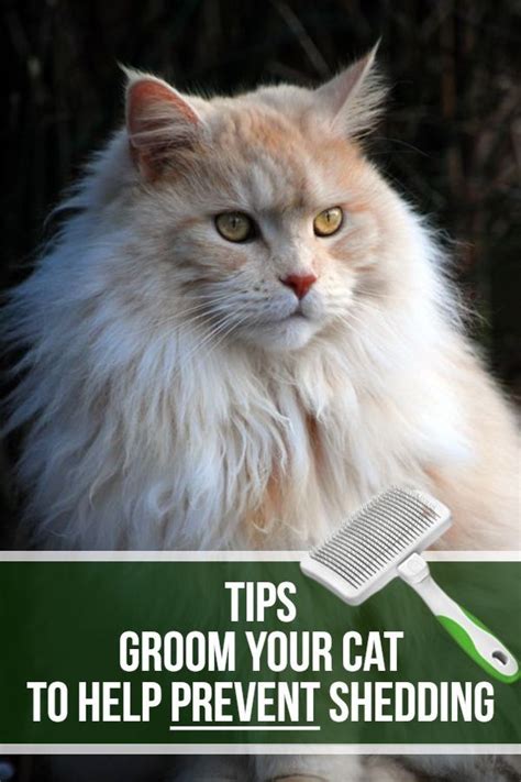 Maine coon cats are beautiful creatures and besides that, they are known for being very friendly, affectionate and gentle. Pin on Maine Coon Cat Shedding