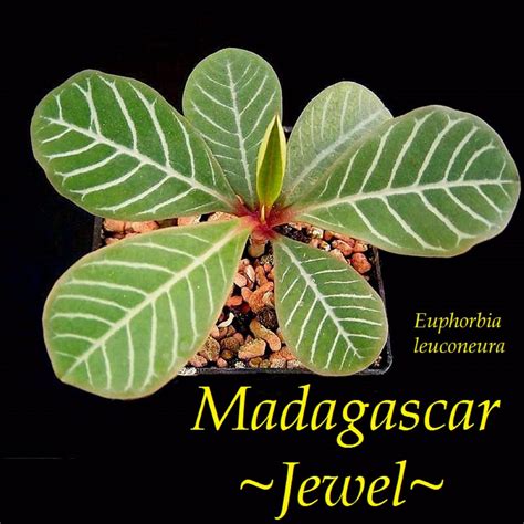 ~Madagascar Jewel~ Euphorbia leuconeura Unique Bonsai Palmlike Live