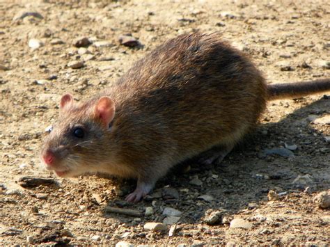 Brown Rat Fictionrulezforever Wiki Fandom