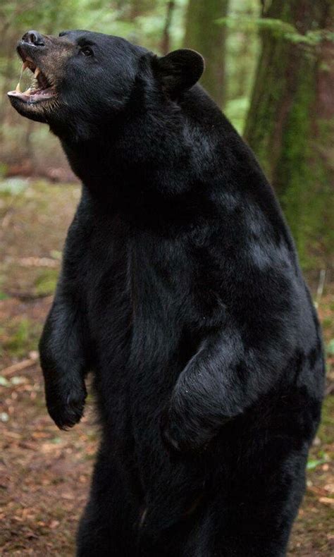 Black Bear Standing And Roaring In The Woods Dangerous Animals Black
