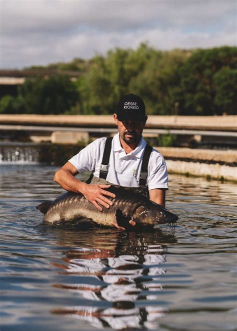 Los Secretos De Riofrío En El Día Mundial Del Caviar Origen