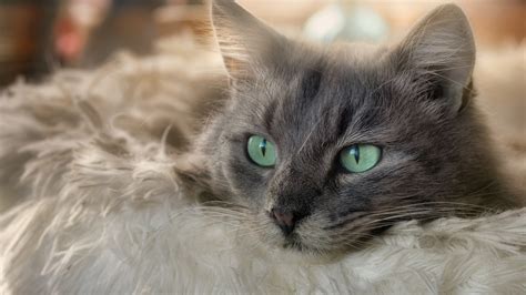 Gray Cat With Green Eyes In Shallow Background 4k 5k Hd Cat Wallpapers