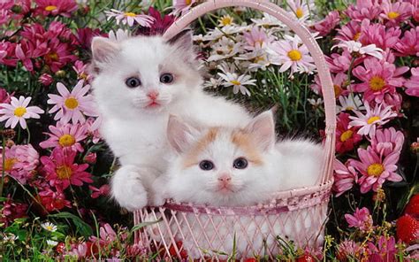 Cute Kittens On Basket Cute Basket Flowers Kittens Cat Animal Hd