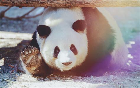 Giant Panda Meng Lan At Beijing Zoo In 2019 All About Animals Animals
