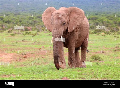 Shrubland Animals High Resolution Stock Photography And Images Alamy