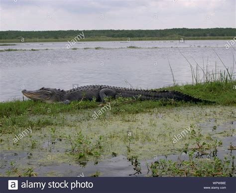 Alligator In Swamp High Resolution Stock Photography And Images Alamy