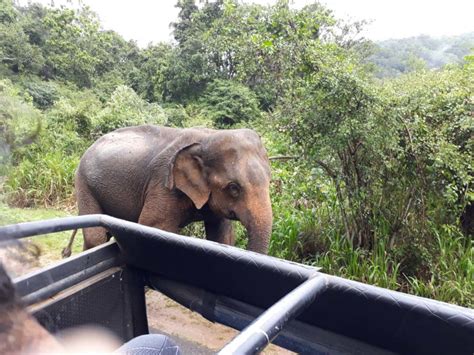 Rescue Endangered Elephants In Sri Lanka Globalgiving