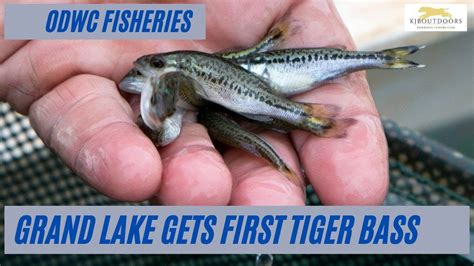 Tiger Bass Stocked At Grand Lake O The Cherokees Youtube