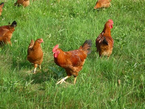 I've watched full grown chickens (and baby our chickens have been seen chasing, killing, and eating grasshoppers, worms, snakes, mice, frogs. Buy free-range, kampung chicken online (Malaysia) - JewelPie