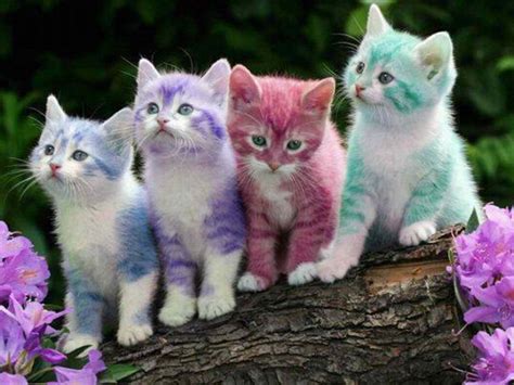 Rainbow Cats Hd Wallpaper