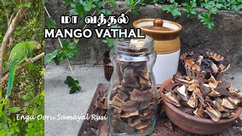 how to make mango vathal recipe in tamil maa vathal making maa vathal dried raw mango மா