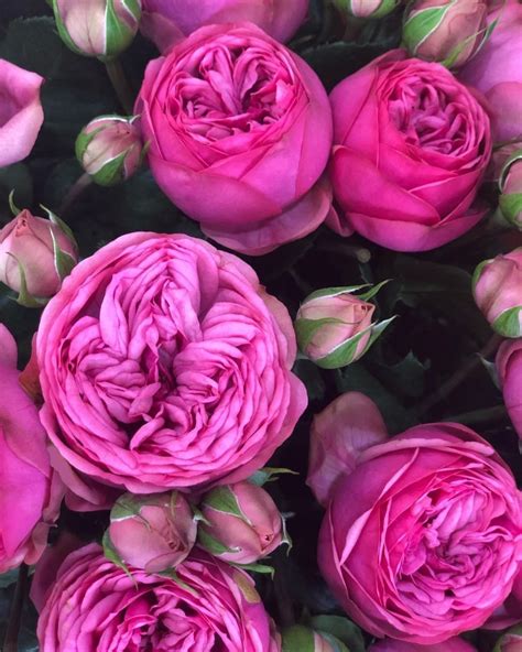 Alexandra Farms Garden Roses On Instagram Loving This Photo Of The
