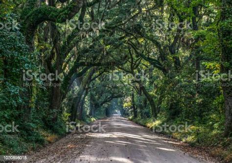 Oak Tree Tunnel Road To Botany Bay Plantation In Editso Island South