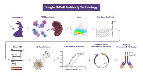 Single B Cell Antibody Development Service