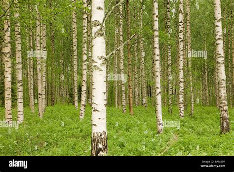 Birch Species Hi Res Stock Photography And Images Alamy