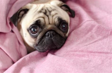 See more ideas about cute pugs, pugs, pug love. The top 10 cutest dog breeds in the world - Animalaxy