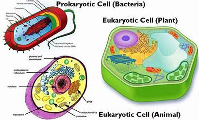 Prokaryotic Eukaryotic Cells Cell Animal Plants Biology