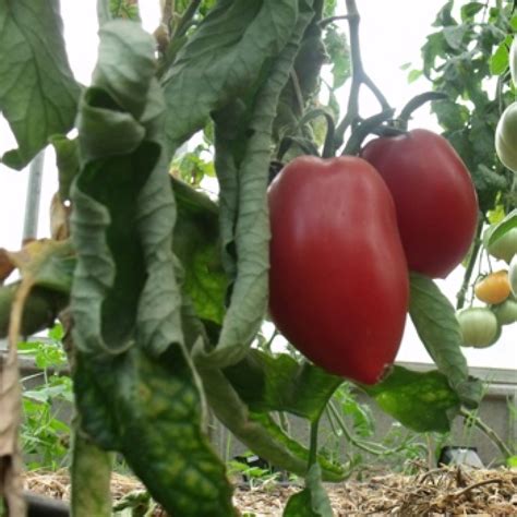 First acquired from amish communities of pennsylvania, amish paste tomatoes are know for their juicy, thick texture and succulent taste. Tomatensaatgut Amish Paste