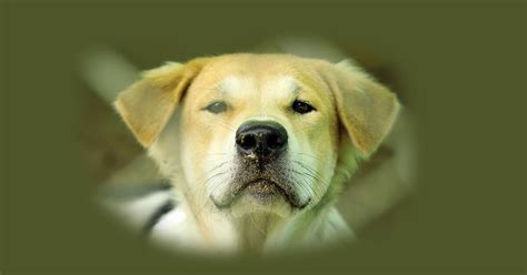 Rüyada Köpek Görmek Ne Anlama Gelir? Neye İşarettir? - Diyadinnet Rüya