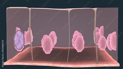 In Humans Simple Columnar Epithelium Lines Most Organs Of The