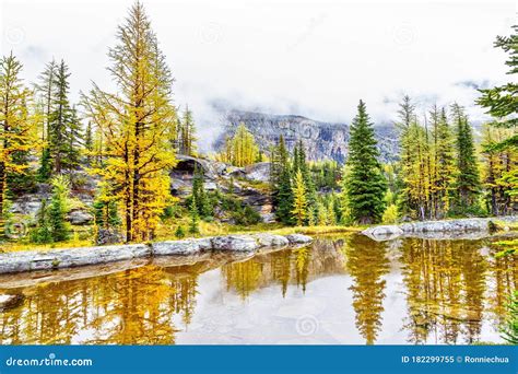 Autumn Colors At Lake O Hara In The Canadian Rockies Stock Image