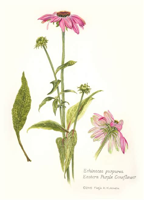 Tarjakaarina Botanical Drawings Color Pencil Illustration Echinacea