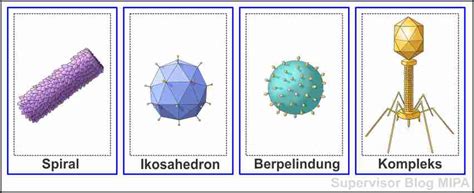 Struktur Tubuh Virus Ukuran Bentuk Bagian Bagian Dan Fungsinya