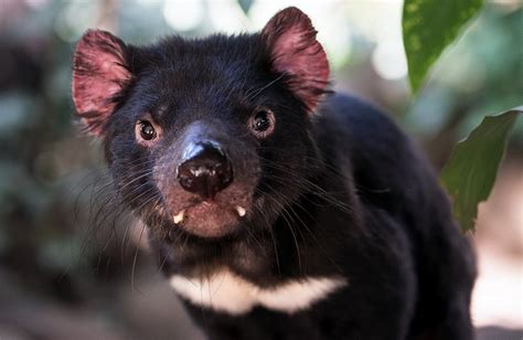 Tassie Devils Shed Insight On How Cancer Hides Cosmos Magazine