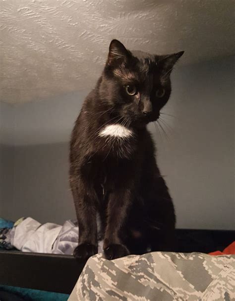 An hour to take the stress off those neck and back muscles that you've been engaging. Lost Cat, Black with White Spot on Neck in Spring Lake ...
