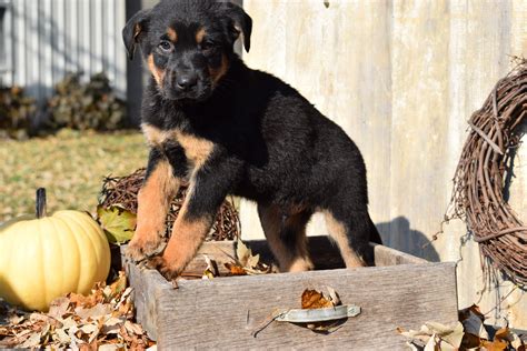 German Shepherd Rottweiler Mix Puppy For Sale Millersburg Ohio Rocky M ? AC Puppies LLC