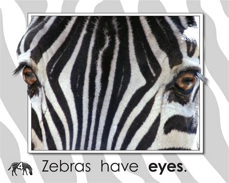 You Think You Know Zebras By Trace Taylor 9781634378833
