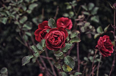 Red Roses Rose Drops Bud Hd Wallpaper Wallpaper Flare