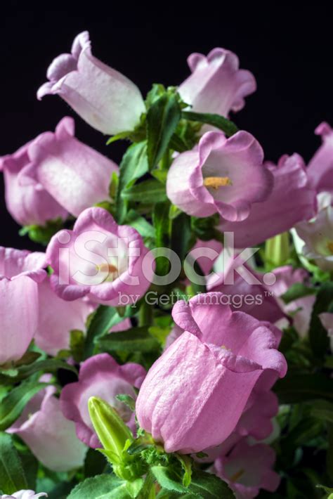 Pink Canterbury Bell Flower Stock Photos - FreeImages.com