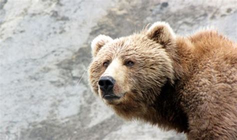 Bear Viewing Discover Kodiak Kodiak Island Alaska Kodiak Bear