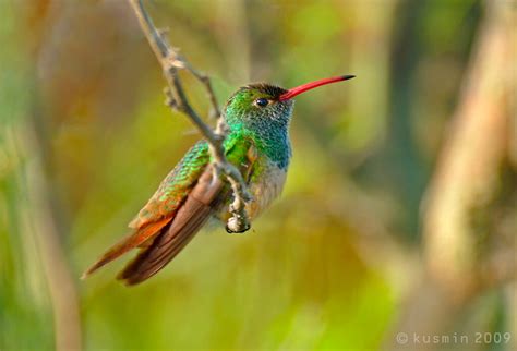 Buff Bellied Hummingbird Amazilia Yucatanensis Estero Ll Flickr