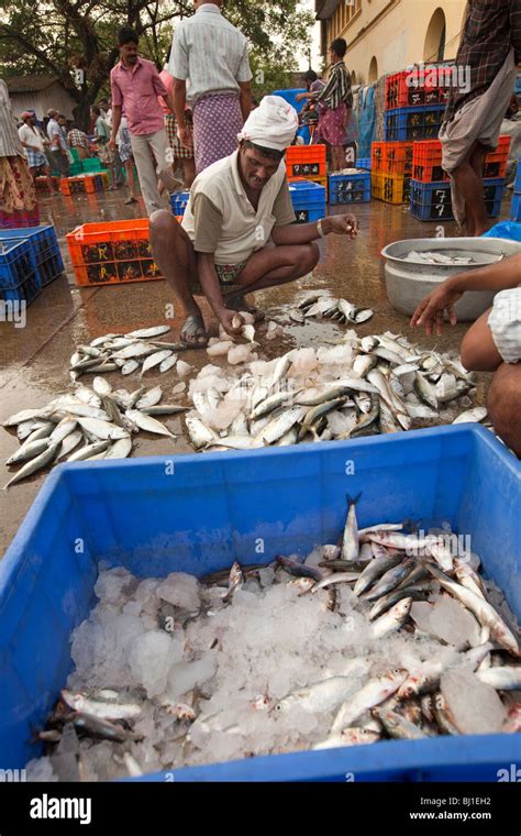 India Kerala Kochi Fort Cochin Morning Fish Market Man Sorting