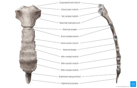 Sternum Overview Thoracic Cavity Marfan Syndrome Anatomy