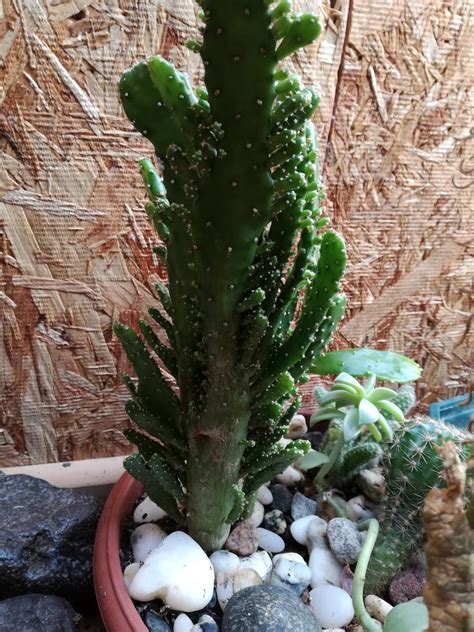 Es muy bonito porque sus flores forman coronas alrededor del cuerpo globular. Chaitenvivo: Corazón de espinas.