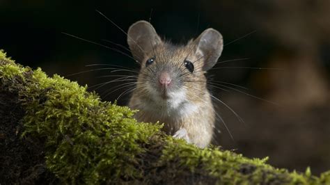 Check spelling or type a new query. HD Mouse in Grass Wallpaper | HD Wallpapers