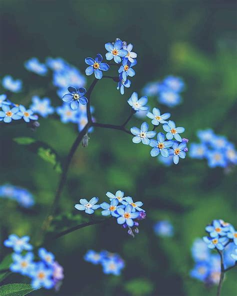 Blue Flowers Cute Pretty Love Nature Flower Hd Phone Wallpaper