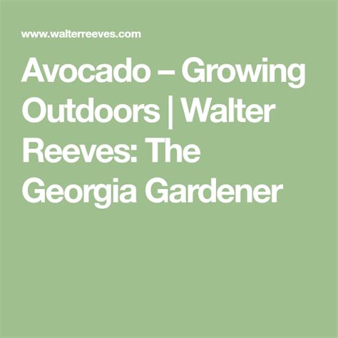 Avocado Growing Outdoors Walter Reeves The Georgia Gardener