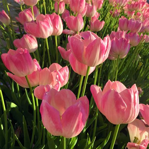 Free Images Tulips Nature Spring Beautiful Colorful Flower