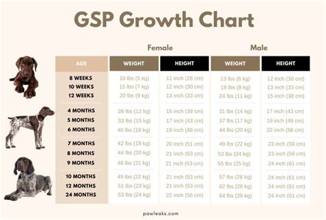 German Shorthaired Pointer Growth Chart From Pup To Full Grown Gsp