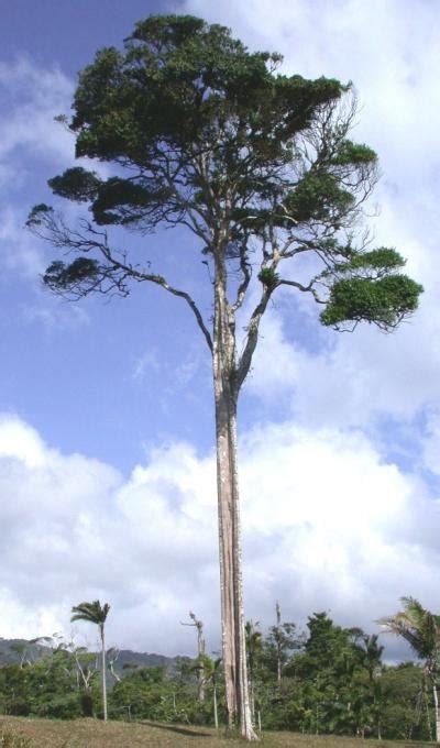 The roughly three billion trees in the amazon photosynthesize using water (h2o) and carbon dioxide (co2) in the presence of sunlight to maintain and increase biomass. Extinction most likely for rare trees in the Amazon ...