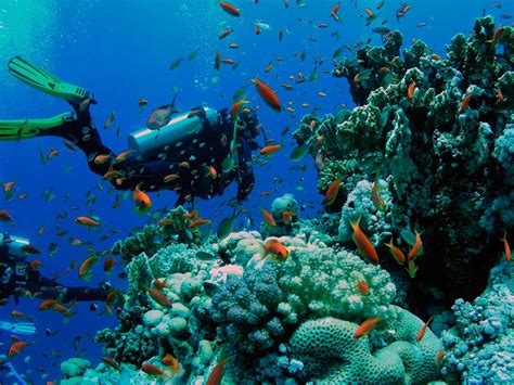 Arrecifes De Coral En México Para Bucear Y Hacer Snorkel Dónde Ir