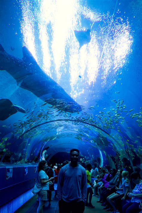 The Georgia Aquarium Atlanta Setarra