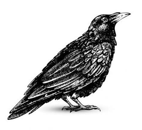 Download Raven Clipart For Free Designlooter 2020 👨‍🎨