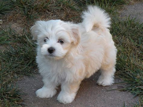 While each puppy's overall health is a priority, we focus three Havanese Puppies For Sale | Cedar Rapids, IA #161302