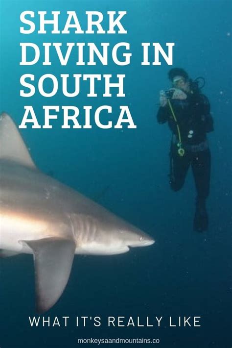 Shark Diving In South Africa Without A Cage What Its Really Like