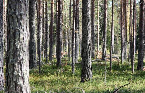 Filepine Forest Haukipudas Oulu 20130908 01